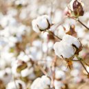 목화(1차) 이미지