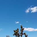 Joshua Tree Road 이미지