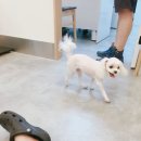 봄사랑동물병원 이미지