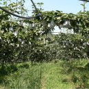 화산고구마 이미지