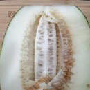 요즘 아주 핫한 과일 꿀맛보장 꿀당도 파파야메론 생생후기!!