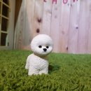 비숑이즈 이미지