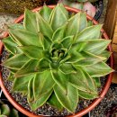 마리아A+ 이미지