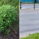 초부2리 이미지