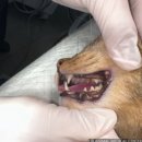 온천동물병원 이미지