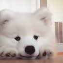 월아