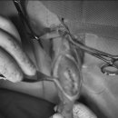 24시 에피소드 동물 메디컬 센터 이미지