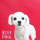 뭉치네 미용실 이미지
