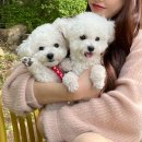 마리독 | 부산 강서구 애견카페 “그랑독”추천!! 부산 애견카페! <내 돈 내산 후기♥️>