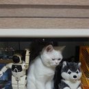 중앙가축병원 이미지