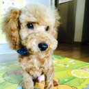 잠실베스트동물메디컬센터 이미지