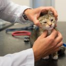 온유동물병원 이미지