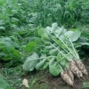 천명희 농장 이미지