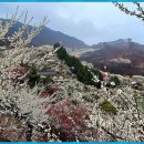 청매실농원 이미지