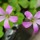 사랑초 (Oxalis, 청사랑초, 옥살리스! 자주괭이밥) 이미지