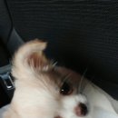 펫어디가 이미지