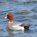 낙동강오리알 이미지