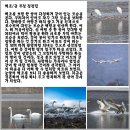 백조 이미지