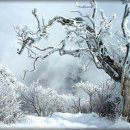 희망의 나무 休 이미지