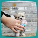 펫하임 강아지 고양이 이미지