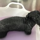 딩딩이발소 이미지