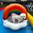 계양경기장 운동장 | 계양구 멍냥멍냥 애견카페에서 첫 물놀이!