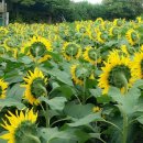 회천농장 이미지