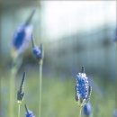 허브농원 이미지