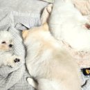 멍야옹실 이미지