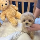 몽냥몽냥 이미지