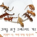 쥬108 이미지