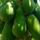 그린파파야 이미지