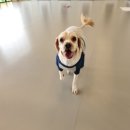 멍해피 애견유치원&호텔 이미지