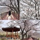 소정 | 충북 옥천 가볼만한곳 벚꽃 명소 실시간 여행 코스