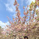 4월23일(화)경주 불국사 겹벚꽃 이미지
