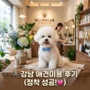웃는 강아지 | 강아지 스타일링 맛집 찾았다… 강남 애견미용 후기✂️