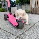 퍼피로운 이미지