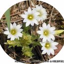 구슬붕이 이미지