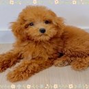 몽글몽글 이미지