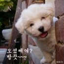 16 Daum카페