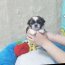 명품견 | 귀여운 강아지 광주 펫왕국 소개!