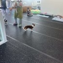 저스트도그 단구점 이미지