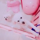 핑크 PET 살롱 네이버블로그