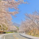 구림중학교 | 광주 근교 벚꽃 명소, 영암 왕인박사유적지 벚꽃 만개(축제 일정, 주차장 7곳 총정리)