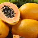 파우파우 이미지