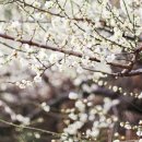 매화2길 이미지