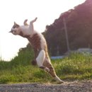 바람난고양이 이미지