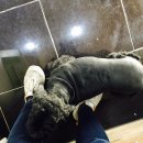 시마동물병원 이미지