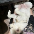 자미애견 이미지