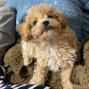 왓츠멍 남양주 강아지분양 이미지